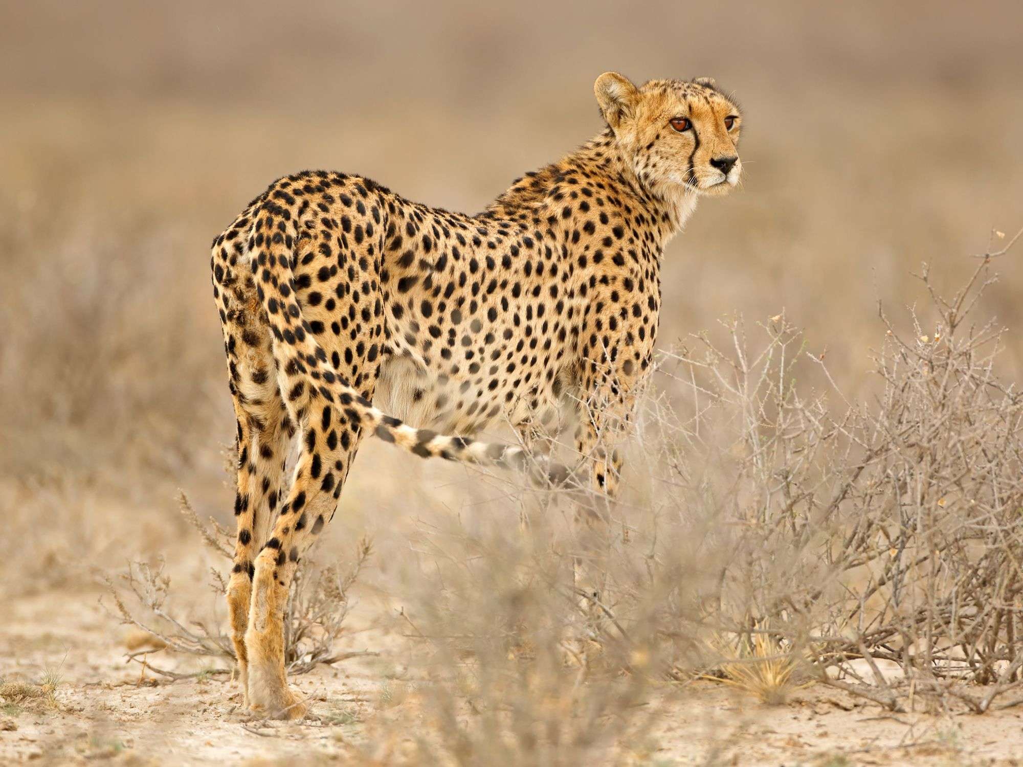 7 Day Adventure Botswana Safari Excursions