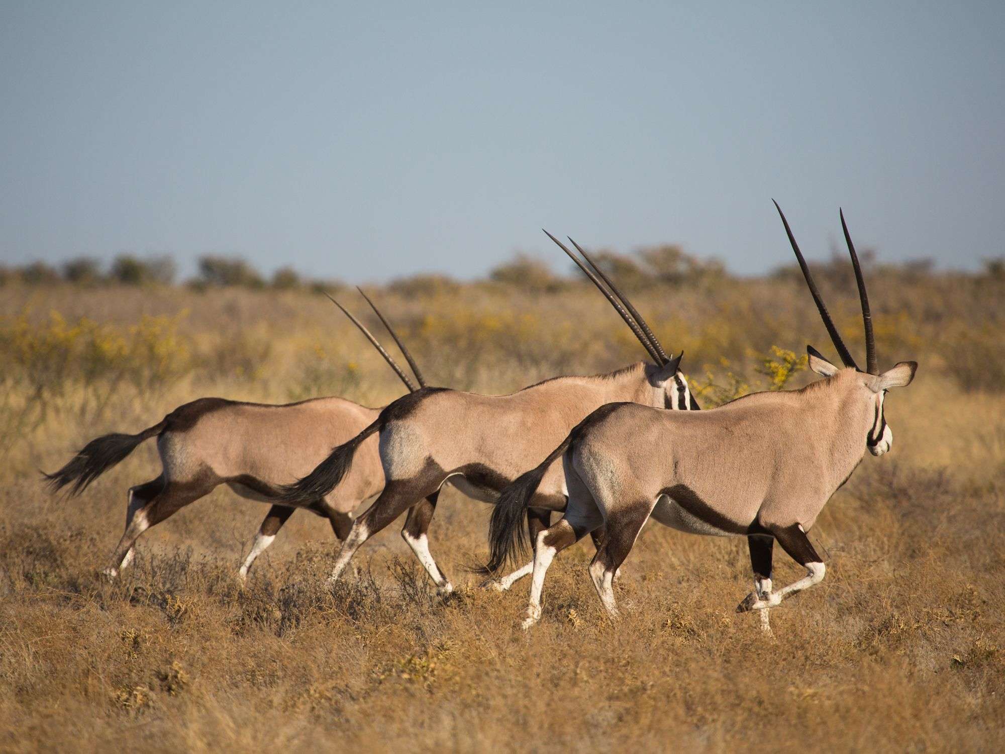 7 Day Botswana & Victoria Falls Premium Tours