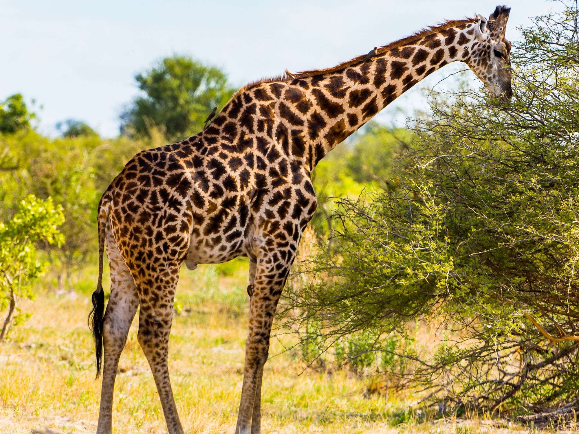 7 Day Exclusive Mobile Safari Tours