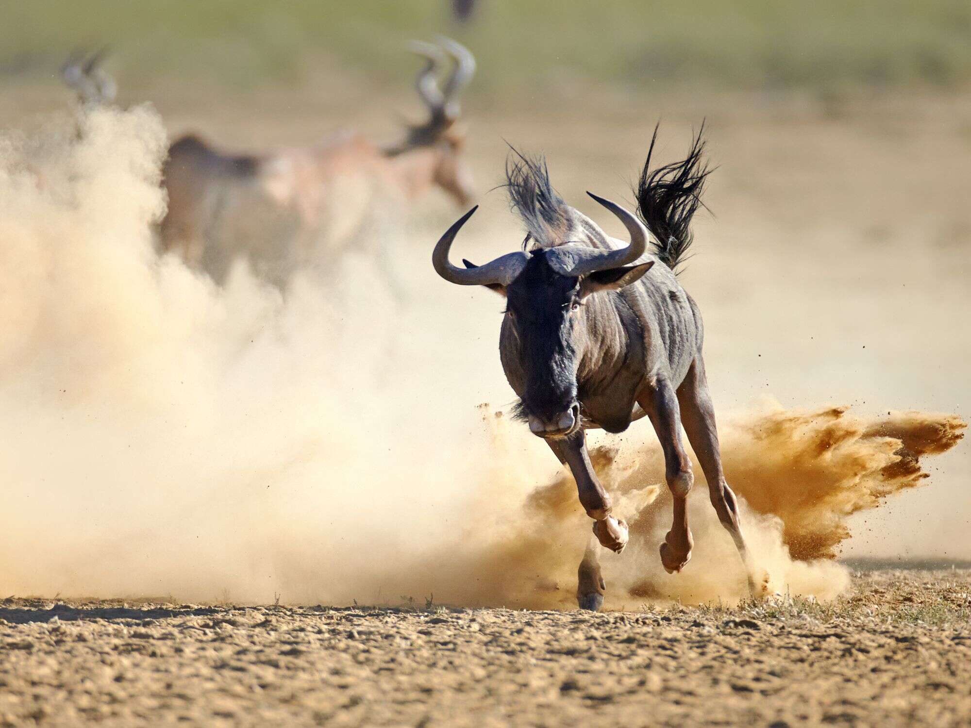 10 Day Wetlands Safari Expeditions