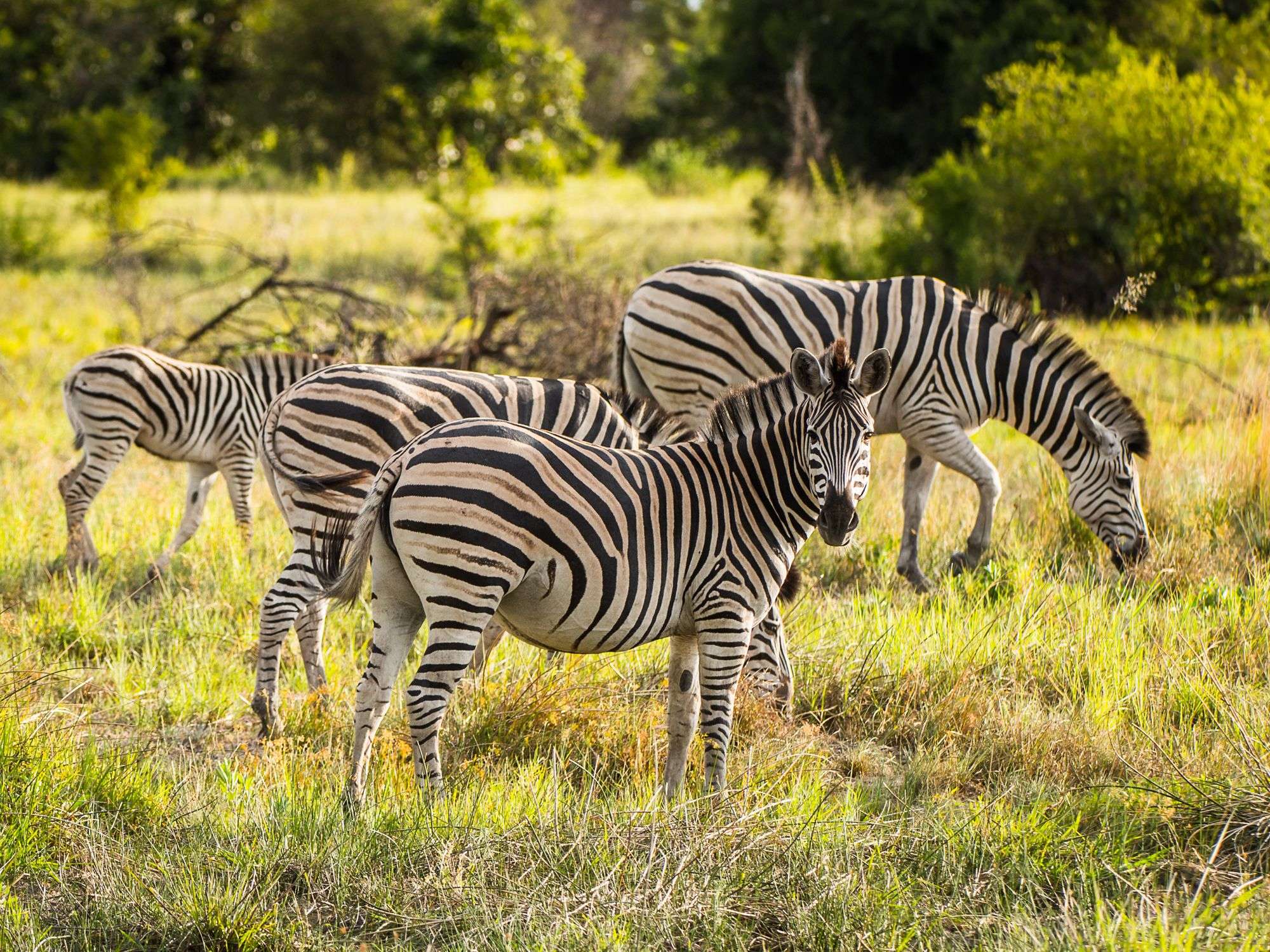 7 Day Moremi Game Reserve and Makgadikgadi Pans Expedition
